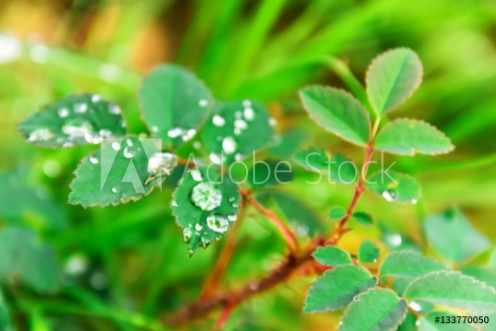 Picture of Plants in water drops